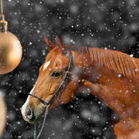 экскурсии на новогодние каникулы