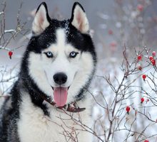 экскурсии на новогодние каникулы